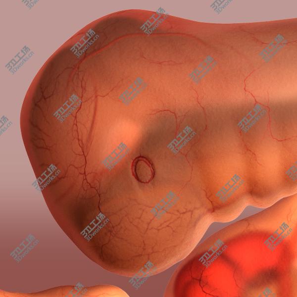 images/goods_img/202105072/Baby Fetus 5 Weeks/4.jpg